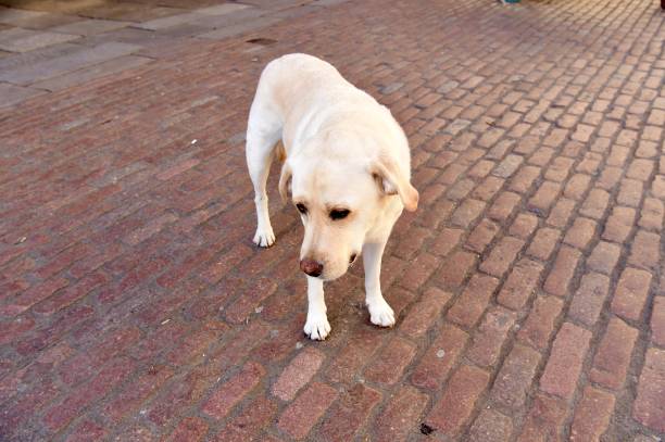 istock Labrador Retriever in London 1062543616