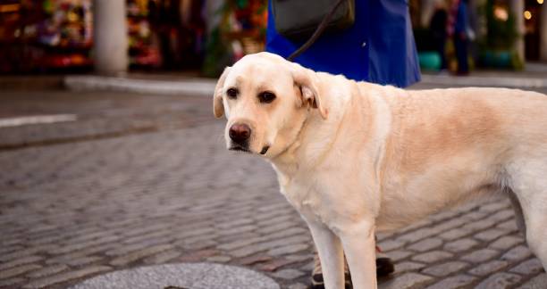 istock Labrador Retriever in London 1062543628