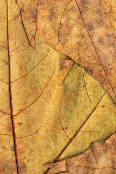 istock Autumn Dry Maple Leaves Background Texture 1062545524