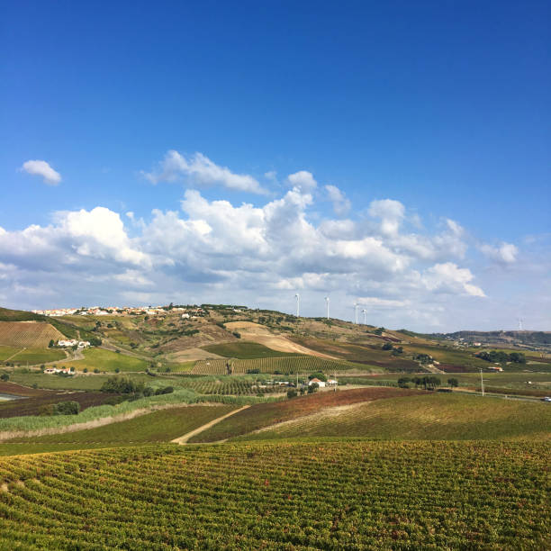 vineyards and landscape near torres vedras, part of the lisbon wine region, portugal - lisbon square landscape imagens e fotografias de stock