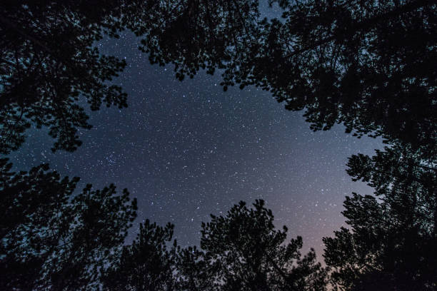 istock The bright starry sky in the night forest 1062547076