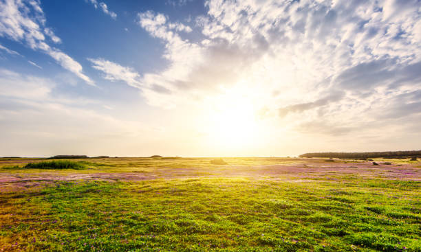 istock Pastures near to Is Arutas, Sardina 1062547094
