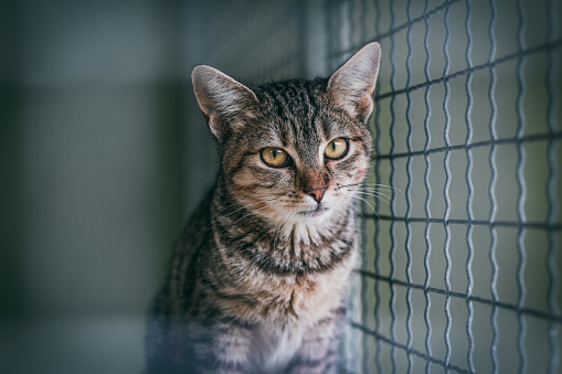 Gato abandonado en la jaula. Refugio de animales. Tabby cat photo