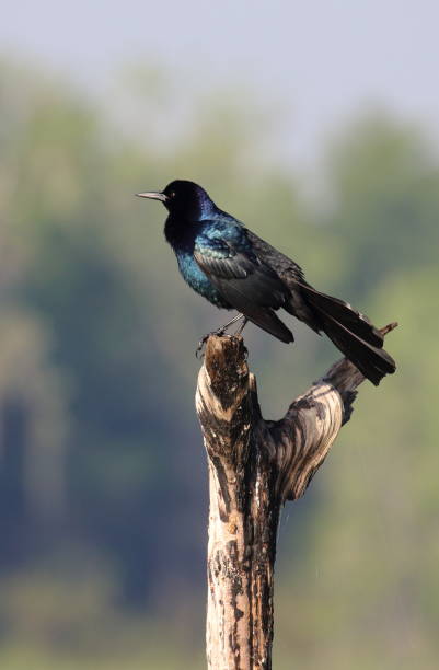 istock Male Boat-tailed Grackle 1062548412