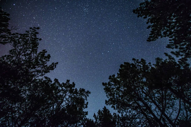 istock The bright starry sky in the night forest 1062548472