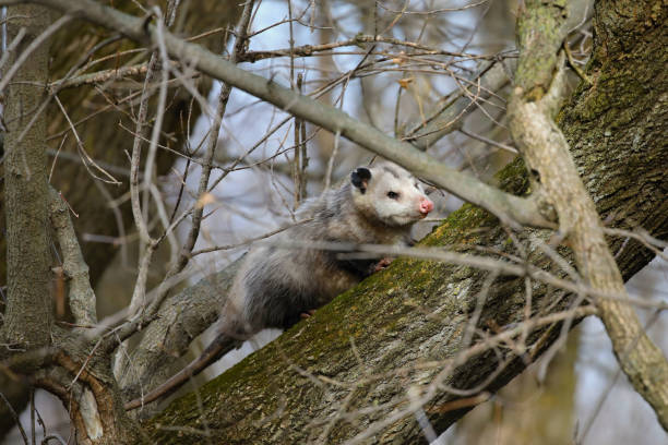 istock The Virginia Opossum (Didelphis virginiana) on the tree. 1062548638