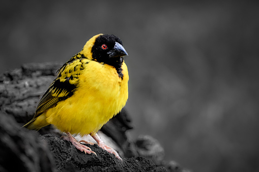 colorful weaver sitting on a tree trunk