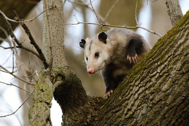 istock The Virginia Opossum (Didelphis virginiana) on the tree. 1062548742