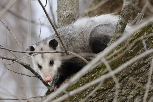 istock The Virginia Opossum (Didelphis virginiana) on the tree. 1062548758