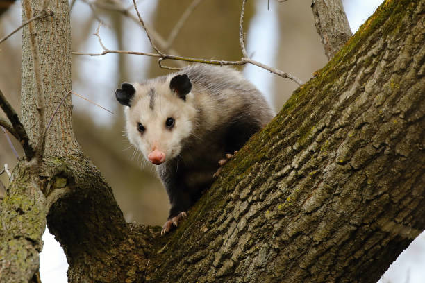 istock The Virginia Opossum (Didelphis virginiana) on the tree. 1062548772