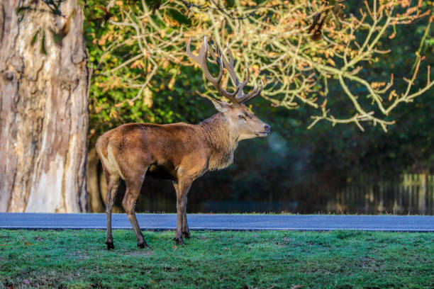 istock Rutting roaring red deer stag approaching a road 1062548876