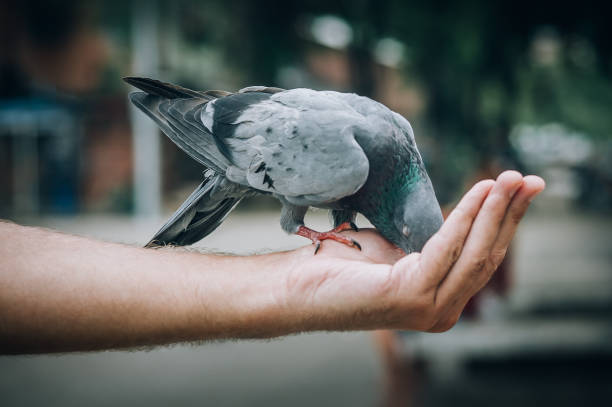 istock Young man feeding pigeons in city park 1062553226