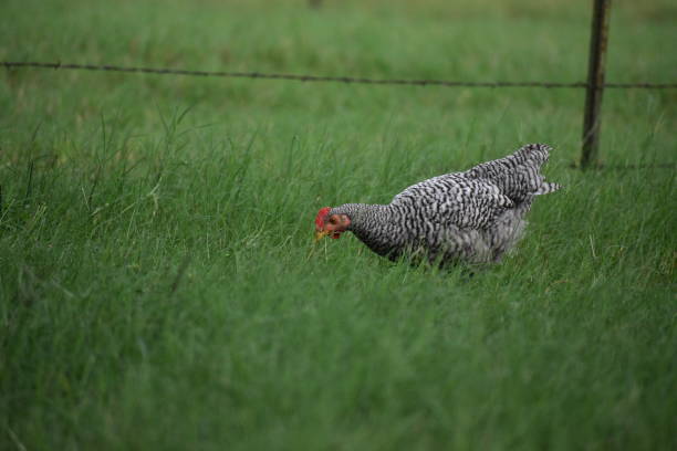 istock Free Ranging Black and White Rooster Chicken 1062556812