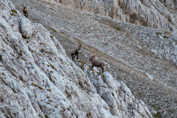 istock two ibex fighting in the mountains 1062558286