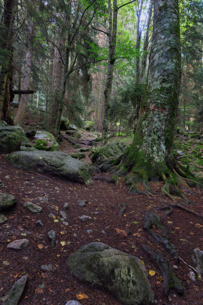 istock Trees of mixed forest in the mountains 1062559992