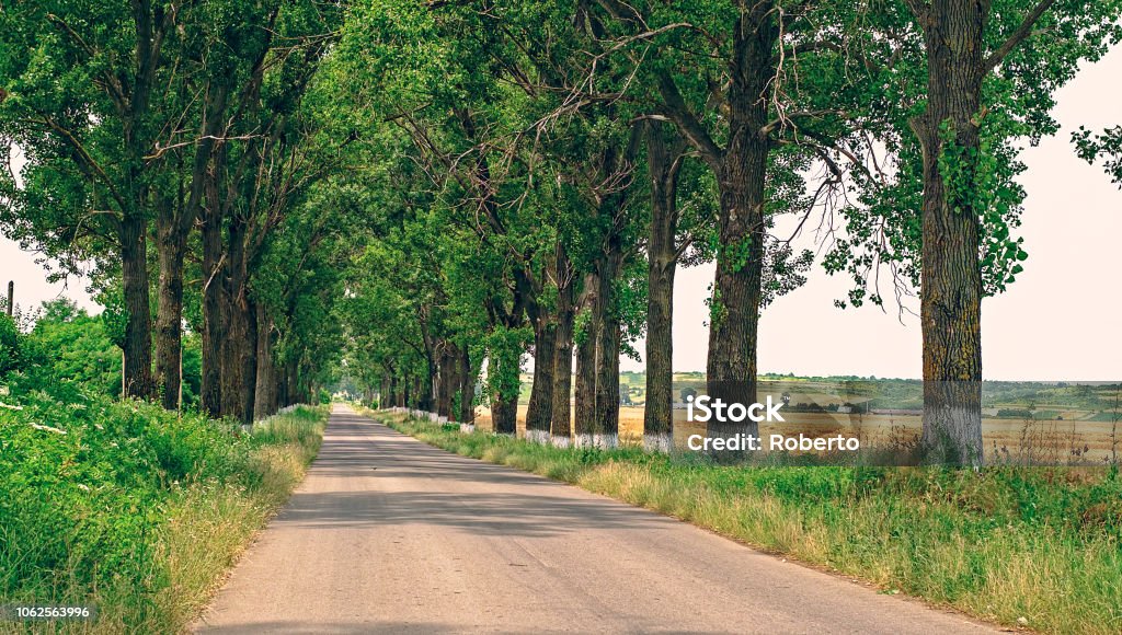 Poplars on the country road poplars on the country road Asphalt Stock Photo