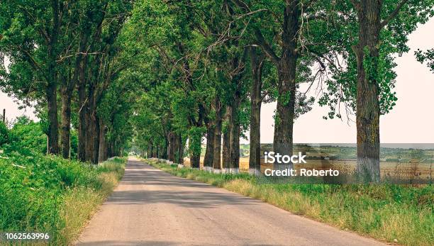 Poplars On The Country Road Stock Photo - Download Image Now - Asphalt, Autumn, Avenue