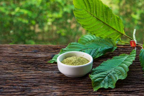 Mitragynina speciosa or Kratom leaves with powder product in white ceramic bowl on wood table and blurred nature background stock photo