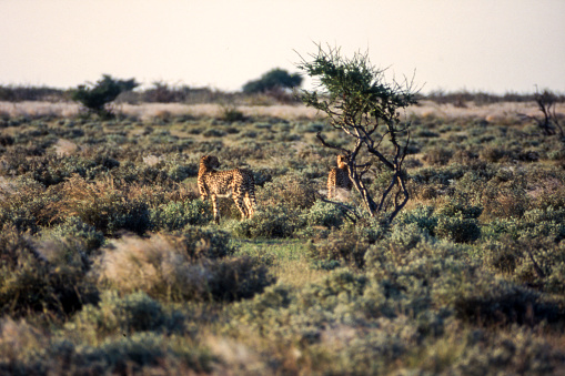 Cheetah (Acinonyx jueatus), Central Kalahari Game Reserve, Ghanzi, Botswana, Africa