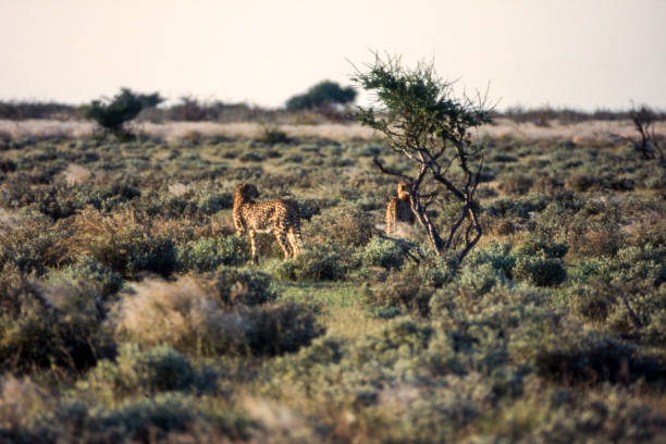 Cheetah Cheetah (Acinonyx jueatus), Central Kalahari Game Reserve, Ghanzi, Botswana, Africa"n bushveld photos stock pictures, royalty-free photos & images