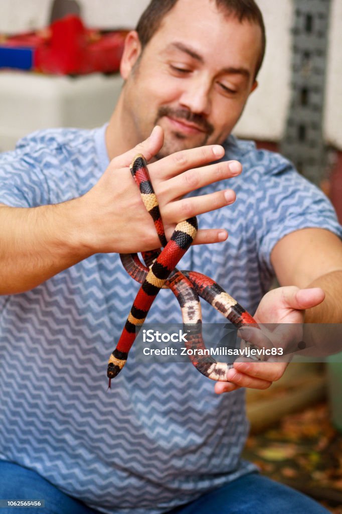 Boy with snakes. Man holds in hands reptile Milk snake Lampropeltis triangulum Arizona kind of snake. Exotic tropical cold-blooded animals, zoo. Pets at home snakes. Poisonous and non poisonous snake. Adult Stock Photo