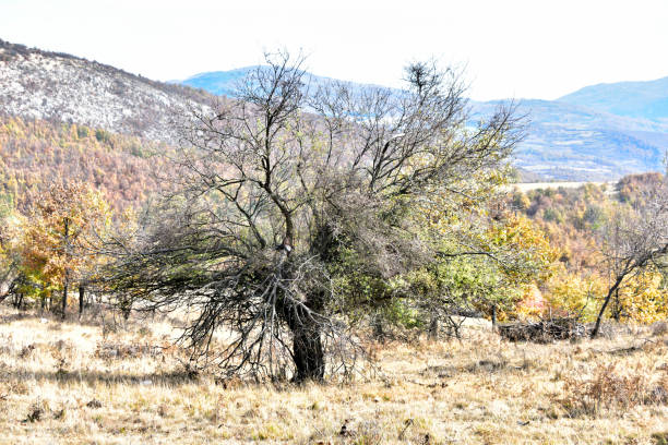 Landscape with Mountain Rtanj in the background, Rtanj, mountain in Serbia