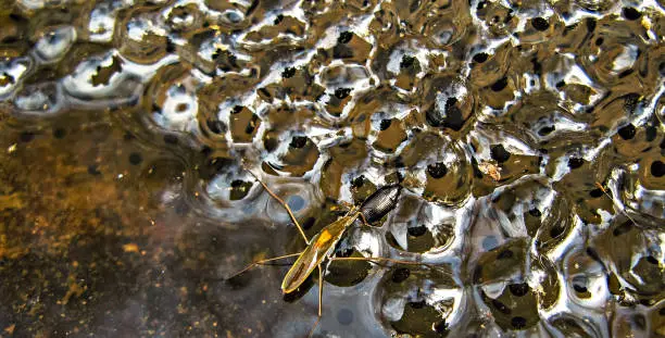 A macro shot of some frogspawn in forest