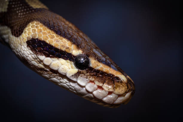 istock close-up of a snake 1062569986