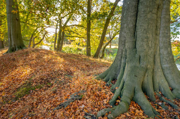 Old beech tree with firm roots stands in the foreground between the brown tree leaves fallen on the ground. Sunlight shines through the trees and branches. It is really autumn in the Netherlands.