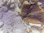 insel-maurice.jpg?b=1&s=170x170&k=20&c=06cfIGgbRY-gbJF-MkWZP8QnPNopU5OoUJ16ILtQTOo=