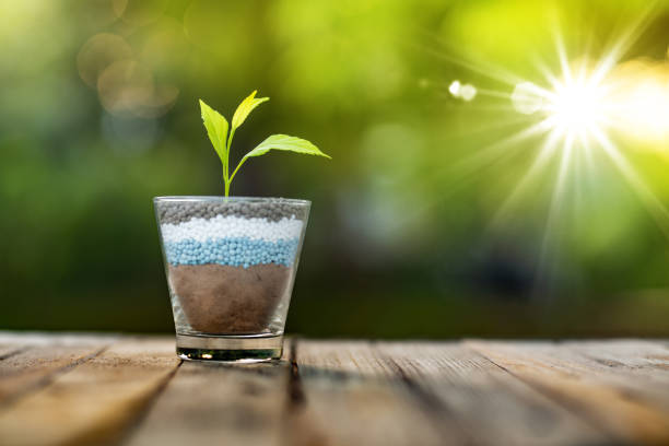 plant growing on glass of nitrogen potassium phosphorus fertilizer stock photo