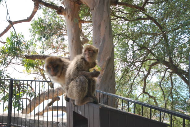 обезьяны гибралтара - mottola стоковые фото и изображения