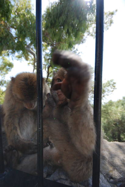 małpy gibraltaru - mottola zdjęcia i obrazy z banku zdjęć
