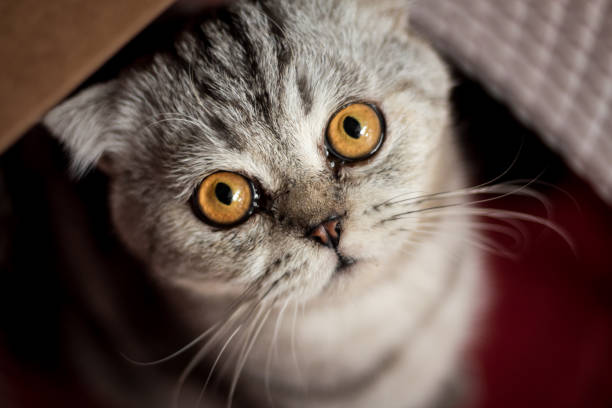 istock Cat in the red basket. 1062573272