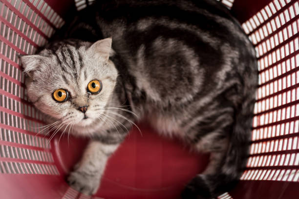 istock Cat in the red basket. 1062573278