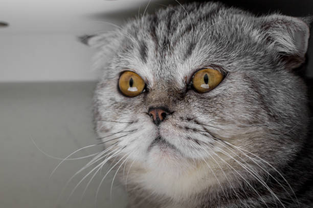 istock Face of a cat. 1062573288