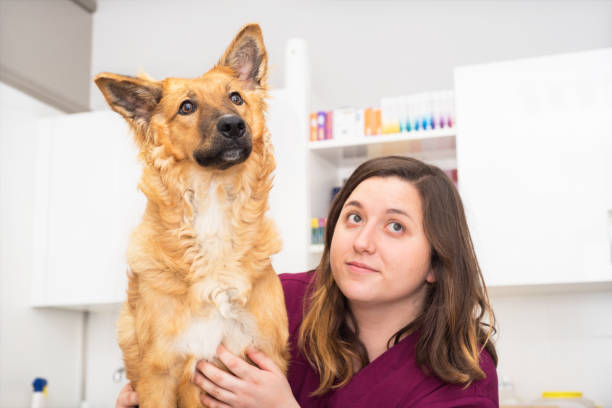 istock Doctor at the veterinary clinic hugging a beautiful dog 1062575338