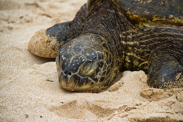 istock Sea Turtle Resting on the Beach 1062576622