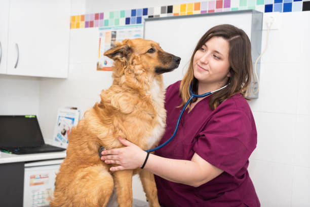 istock veterinary doctor using stethoscope for cute dog examination 1062578556