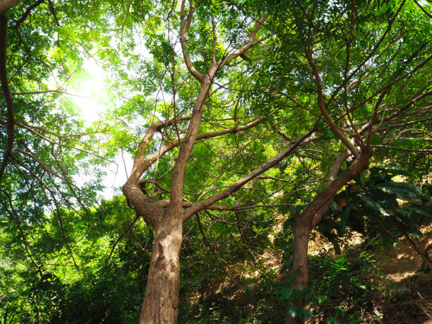 istock Trees and sunlight In the beautiful morning 1062578928
