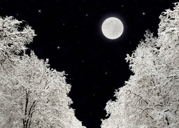 Photo of Winter night, trees under snow, full moon and stars