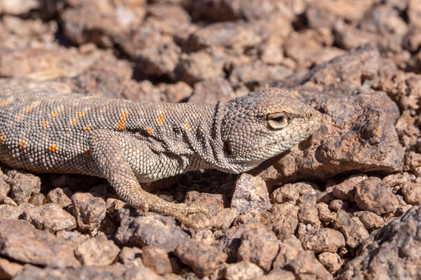 驚くべきデシエルト デ アタカマ (アタカマ砂漠)、チリ、難しい条件での生活、世界で最も乾燥した砂漠の環境に住んでいる印象的な相にアンディーナ トカゲ (liolaemus アンディーナまたは tor - driest ストックフォトと画像