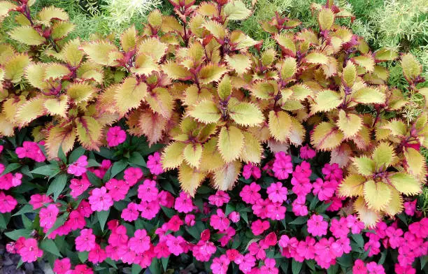 Multicolor Flowers (Henna Coleus, Impatiens) In The Garden On A Cloudy Day