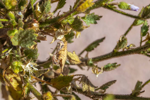 極端なドライコンディションでの生活、これはアタカマ砂漠から多肉植物は世界で最も乾燥した砂漠での生活に順序で行う必要があるものの nolana leptophylla です。チリ - driest ストックフォトと画像