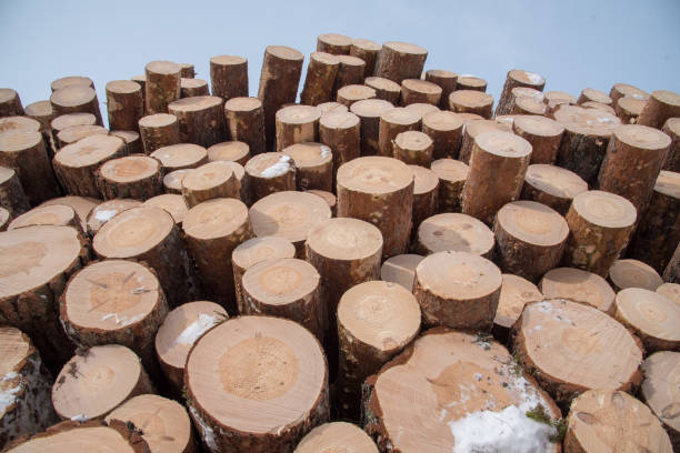 Timber in piles beside a road in a forest in Filipstad Sweden