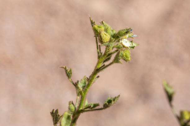 極端なドライコンディションでの生活、これはアタカマ砂漠から多肉植物は世界で最も乾燥した砂漠での生活に順序で行う必要があるものの nolana leptophylla です。チリ - driest ストックフォトと画像