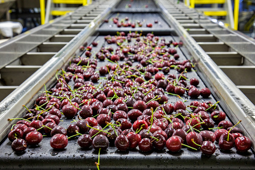 Red ripe cherries on a wet conveyor belt in a packing warehouse for export