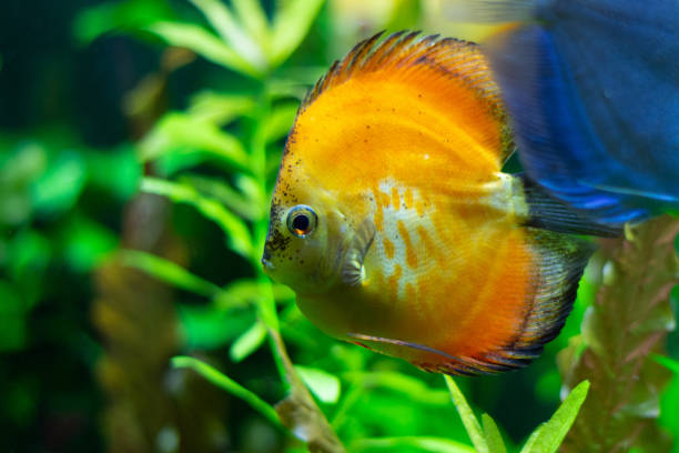 istock exotic yellow fish in the water 1062588572