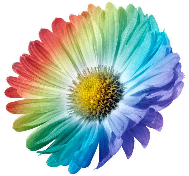 istock multi-colored flower daisy isolated on white background. For design. Closeup. Nature. 1062588714