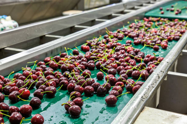 istock Red ripe cherries on a wet conveyor belt in a packing warehouse for export 1062589094